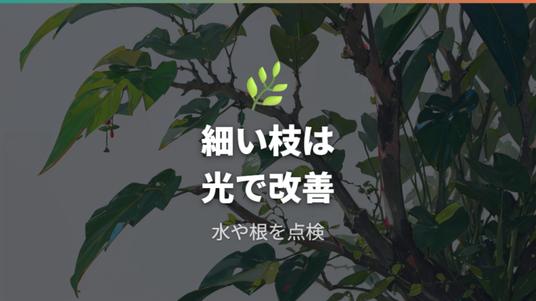 枝が細くなる主な原因は日光不足と管理環境