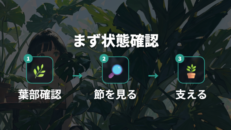 折れた茎の応急処置は葉部と茎部を見分ける