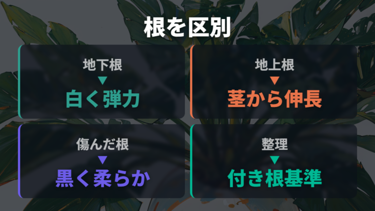 切ってよい根と残す根の違いを色と場所で判断する