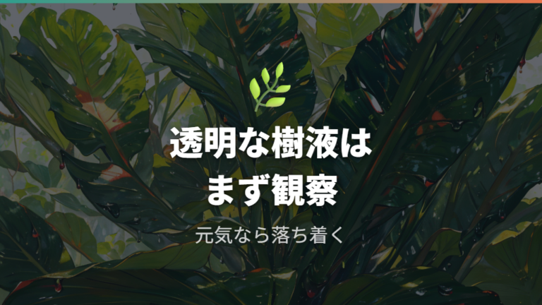 樹液が出る原因と正常な状態を知る