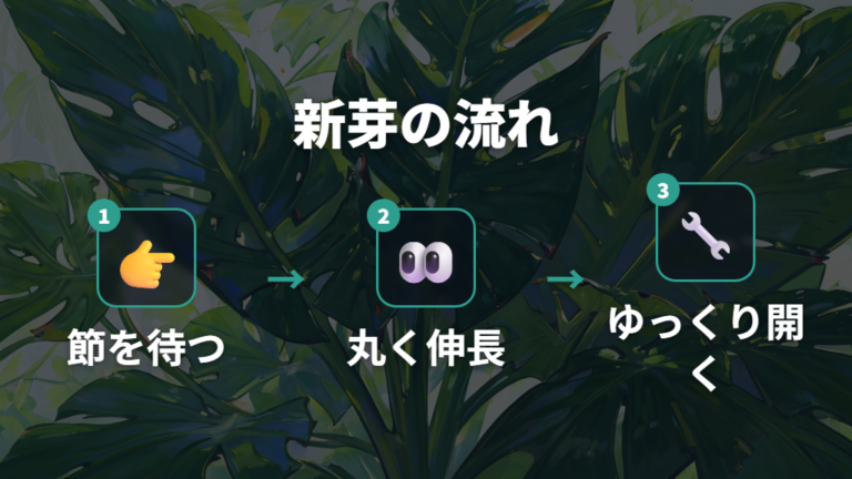 新しい葉が出る時期と成長の流れを知る