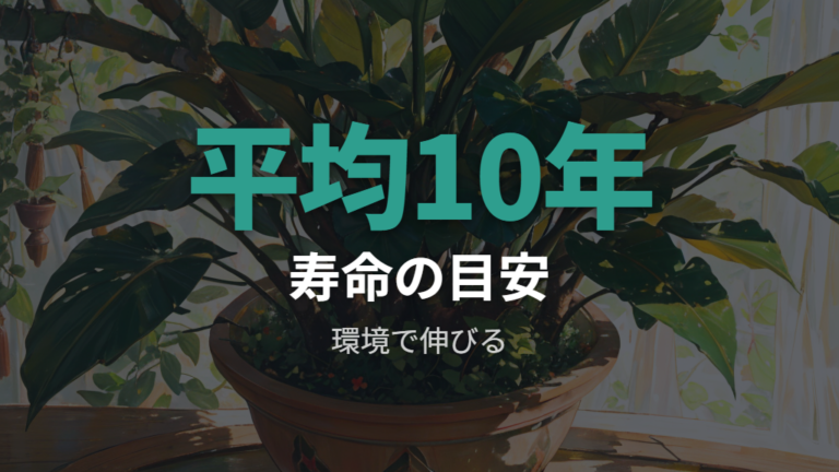 ウンベラータの寿命は年数だけでは判断しにくい