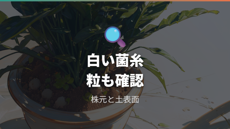 根元の白いカビ状症状の見分け方