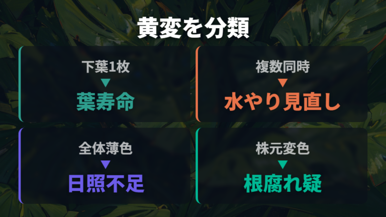 葉が黄色くなる主な原因を症状で切り分ける