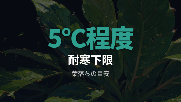 ガジュマルの耐寒温度は5℃前後がひとつの目安