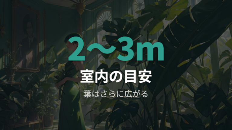 モンステラの最大サイズ目安は室内で高さ2〜3m前後が扱いやすい目安