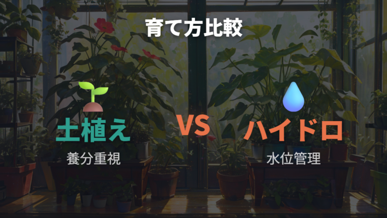 ハイドロ栽培に向くパキラの特徴を土植えと比べる