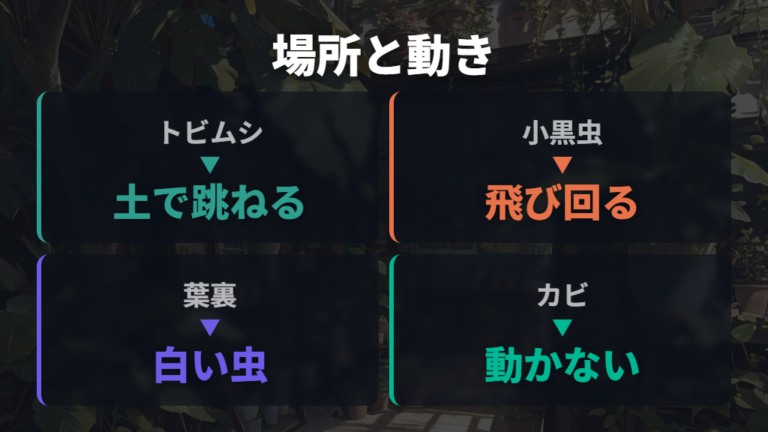 トビムシやコナダニの見分け方で確認したいポイント