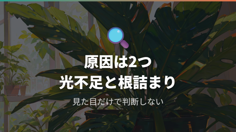 幹が太くならない原因は光不足と根詰まりに出やすい