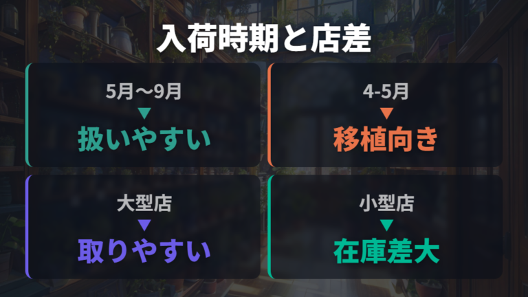 入荷しやすい季節と店舗差は売り場差を見る