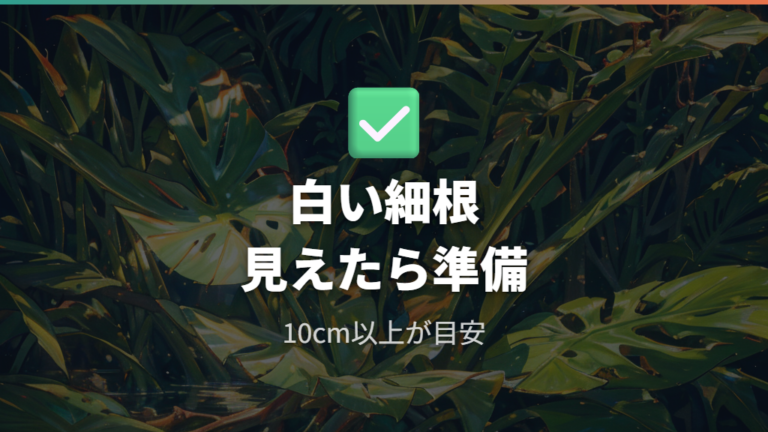 水挿し苗を土へ移す目安は根の長さと白い細根