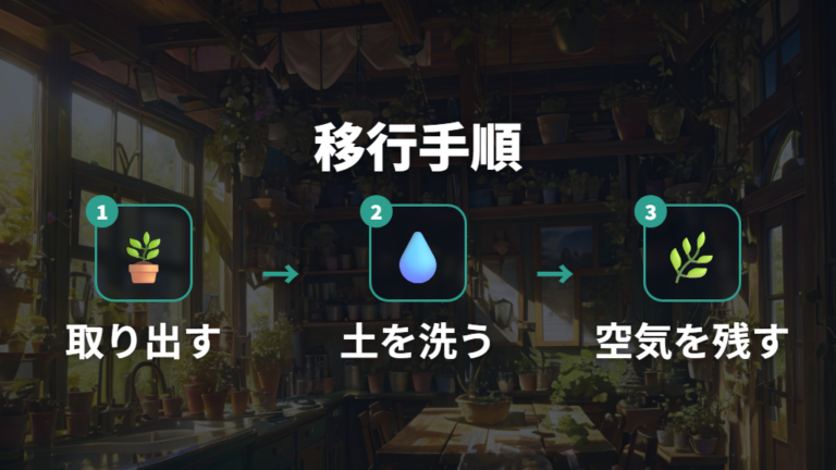土植えから水耕栽培へ移す手順