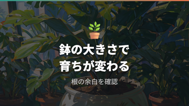 鉢植えでどこまで育つかは鉢の大きさと根の余白で変わる