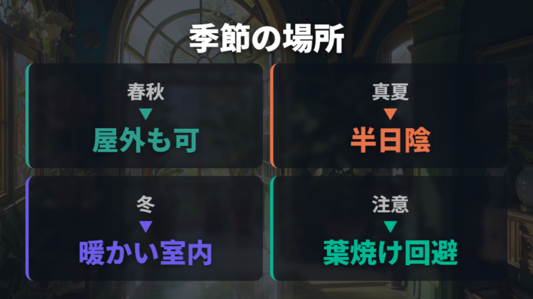 置き場所で変わる葉の育ち方を季節別に見る