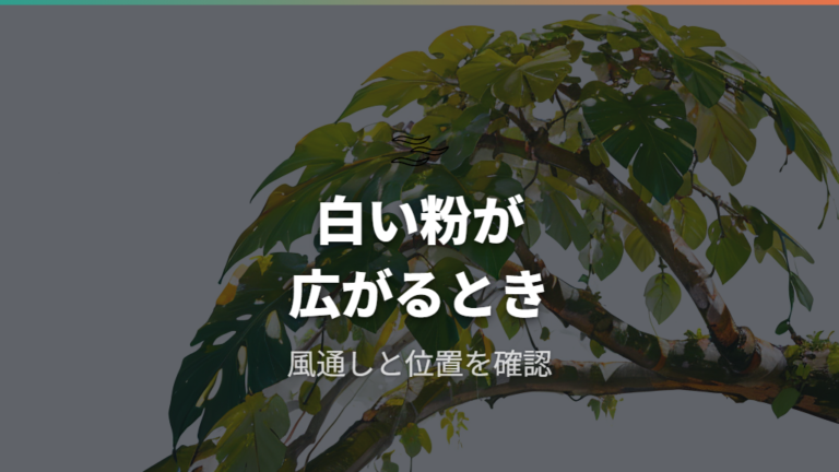 白い粉はうどんこ病?汚れや薬剤跡との見分け方