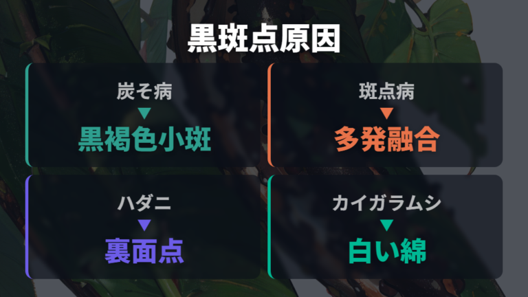 黒い斑点が出る原因は炭そ病や斑点病だけではない