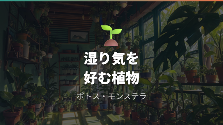 水苔だけで試しやすい観葉植物はどれ?