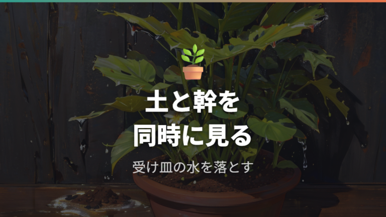 水やりと根腐れの見分け方は土と幹を見る