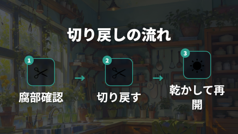 腐った部分の切り戻し方は清潔さと乾燥が要点