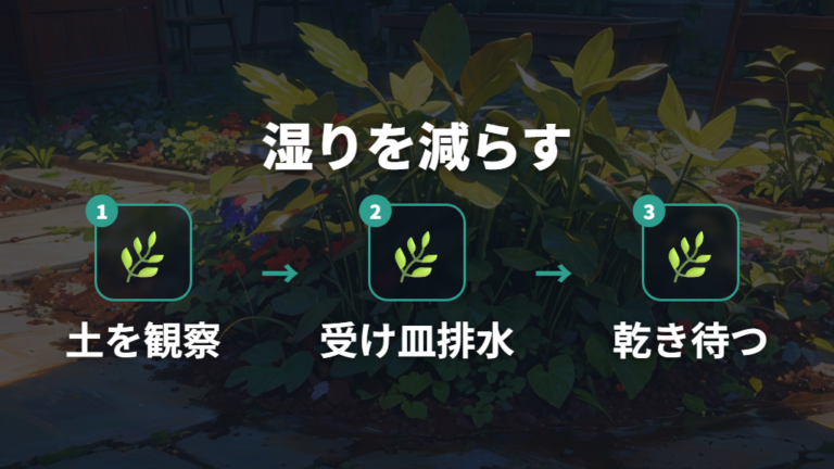 水やりで再発を防ぐコツは乾く時間を作ること