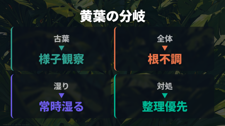 葉が黄色くなる原因と対処は古葉か根の不調かで分ける