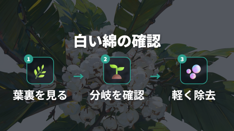 白い綿や粒は害虫の可能性を葉裏まで確認する