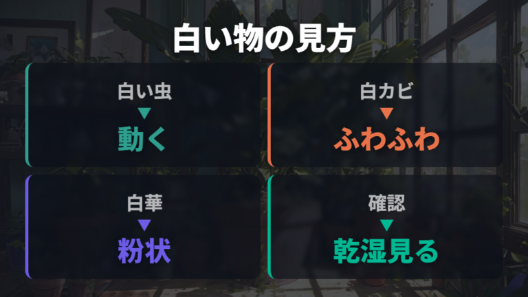白い虫とカビの見分け方はふわふわ感と動きで見る