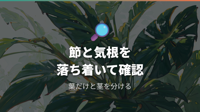 挿し木に必要な節と気根を確認する