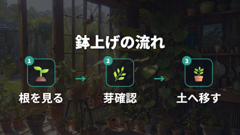 種まきから鉢上げまでは根と芽の成長を見て進める