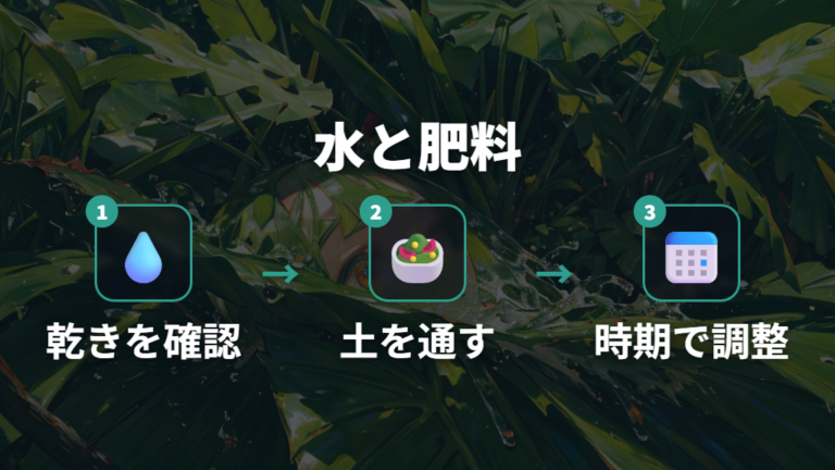 葉を大きくする水やりと肥料のリズム