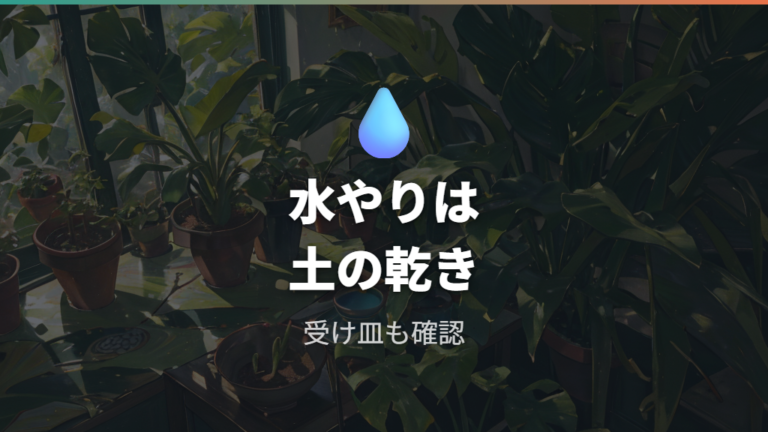 根腐れを防ぐ水やり管理は土の乾きで判断する