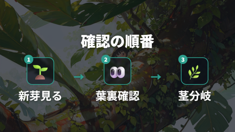 カイガラムシやアブラムシの確認は葉裏と新芽から