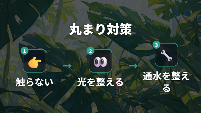 丸まった新芽を開かせるコツは触らず整えること