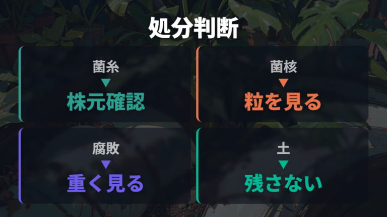 土や株を処分する判断基準は菌核と腐敗の有無