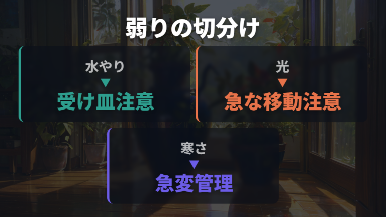 枯れる主な原因は水やり・光・寒さに分けて考える