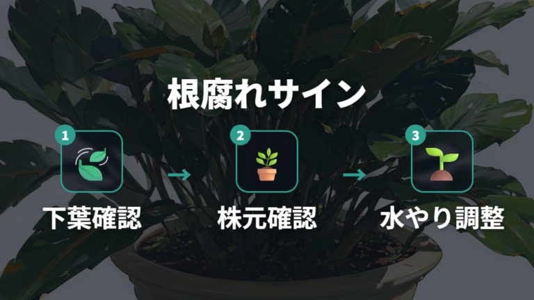 根腐れした時は葉だけでなく株全体と株元を見る