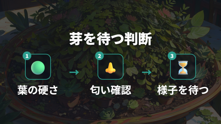 根や芽が出ない時の見極めは葉の硬さを優先する