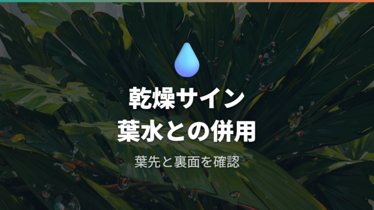 乾燥で葉が丸まるサインと葉水の使い方