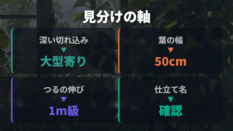大型種と小型種の見分け方は葉の特徴と仕立て名を手がかりにする