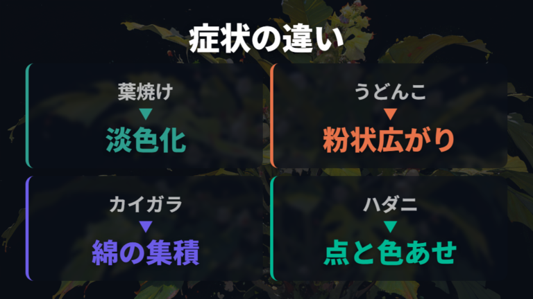 葉焼けで白っぽくなるケースと病害虫の違い