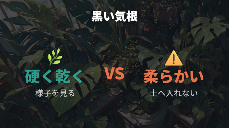 気根が黒い・折れたときは埋めてもいい？