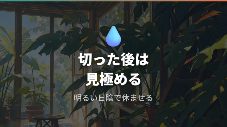 剪定後の水やりと置き場所で再成長を落ち着かせる
