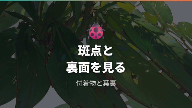 病害虫による葉色の異常は斑点や付着物も確認する