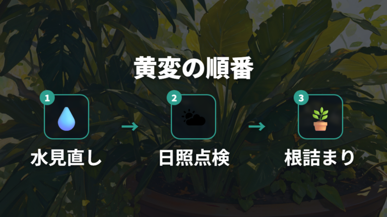 葉が黄色くなるときの対策は原因を順に見る