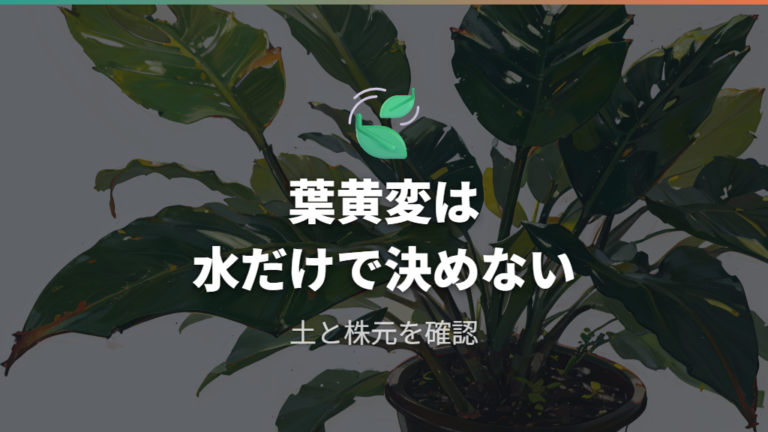 水やりすぎのサインは葉と株元で見分ける