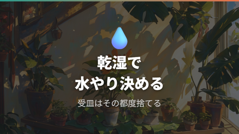 水やりと置き場所の基本は乾湿とやわらかい光