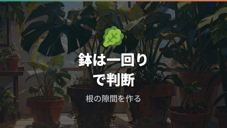 鉢の大きさと葉の育ち方を見直す