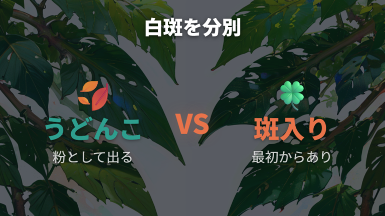 白い斑点は病気か斑入りかを付着感で見る