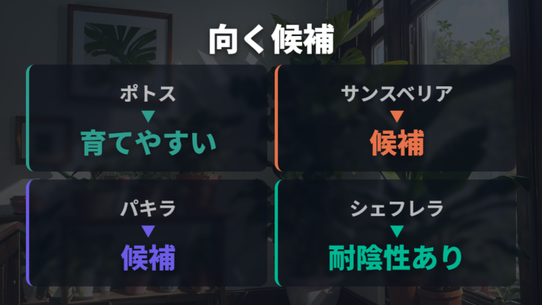 土なし栽培に向く観葉植物を候補から選ぶ
