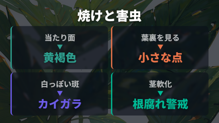 葉焼けと病害虫の見分け方を押さえる